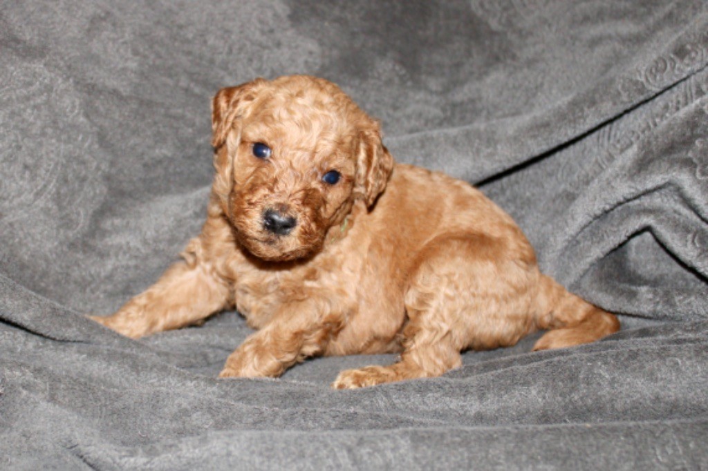 du Domaine d’Orya - Chiot disponible  - Caniche